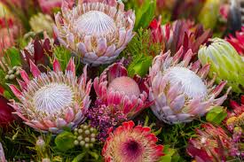 Protea Flower